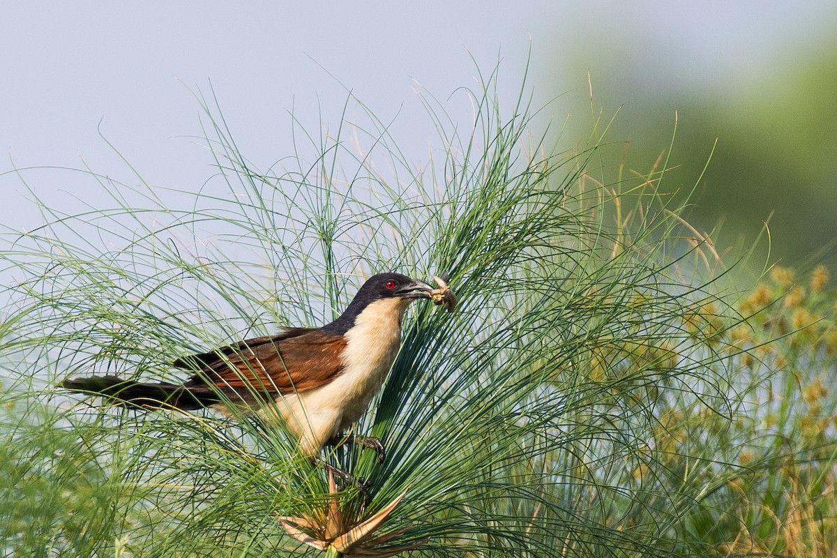 Coppery-tailed Coucal - ML615358210