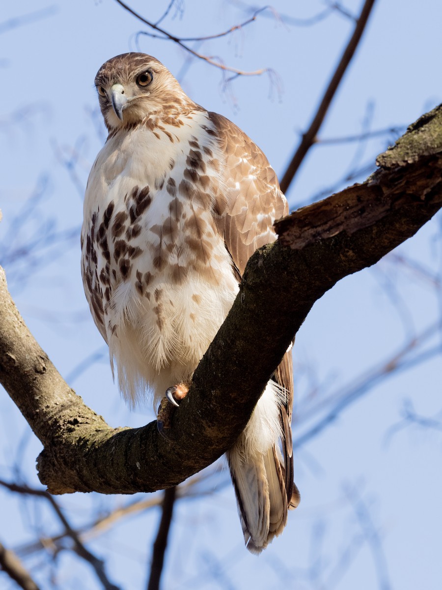 Red-tailed Hawk - ML615358215
