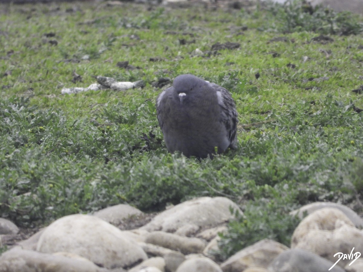 Rock Pigeon (Feral Pigeon) - ML615358233