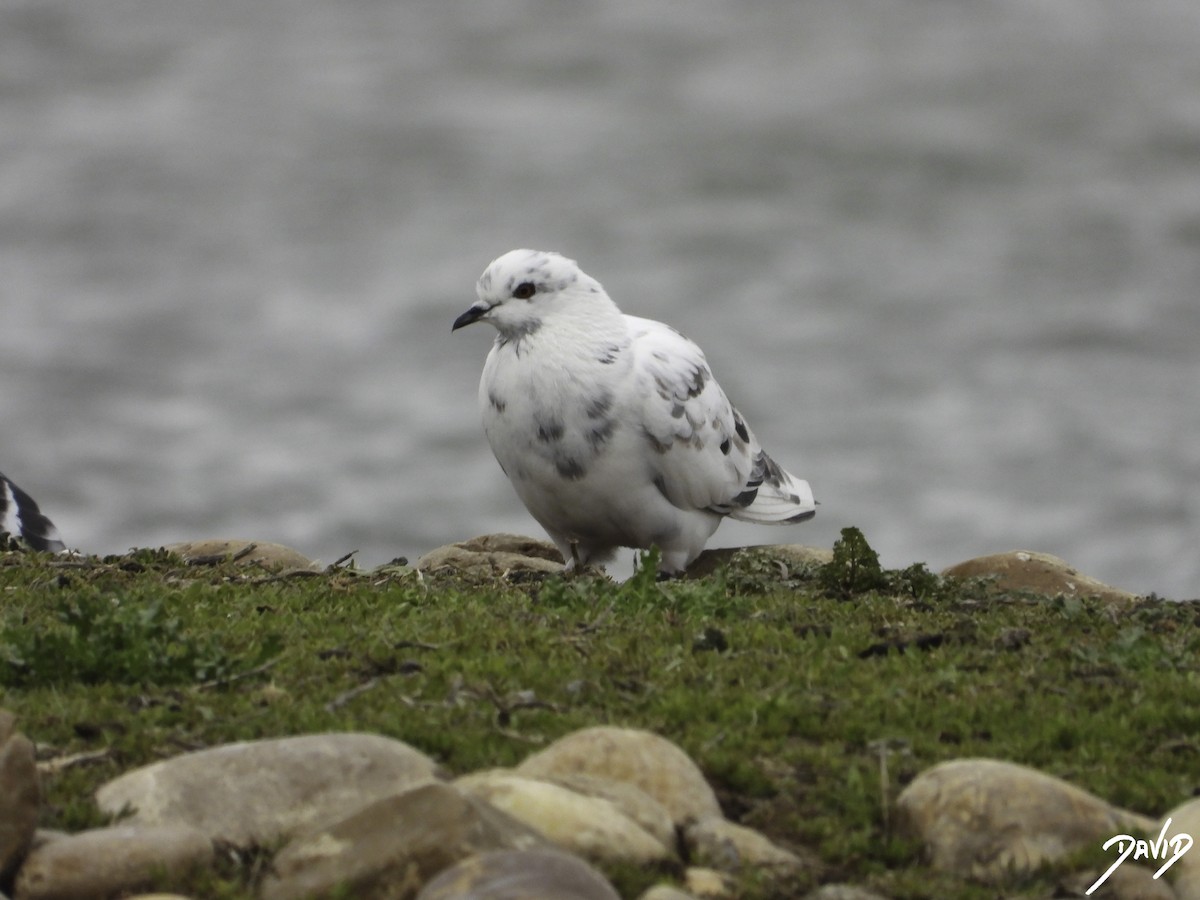 Rock Pigeon (Feral Pigeon) - ML615358236