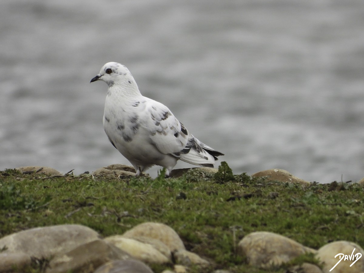 Rock Pigeon (Feral Pigeon) - ML615358237