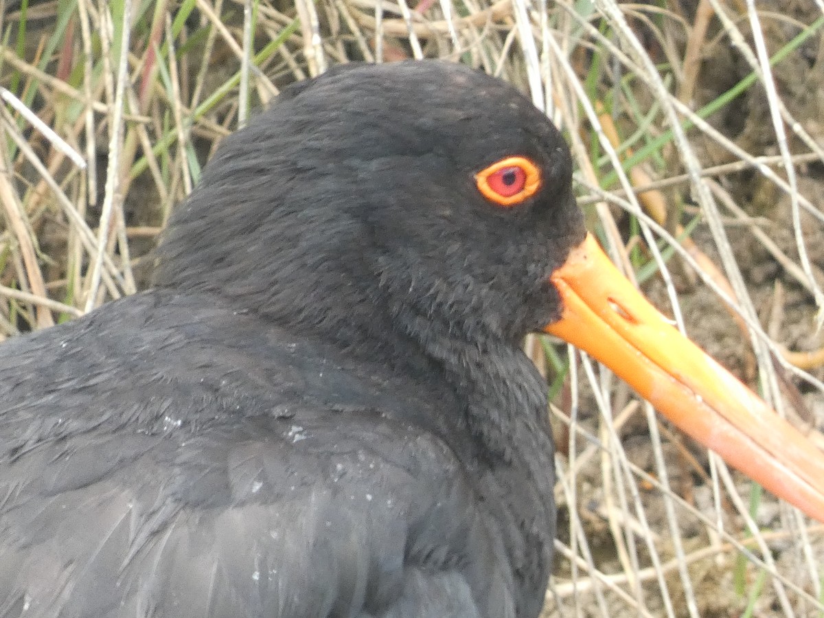 Variable Oystercatcher - ML615358257