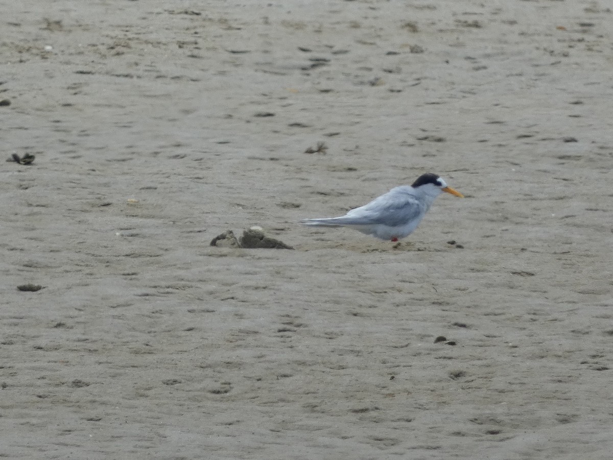 Australian Fairy Tern - ML615358280