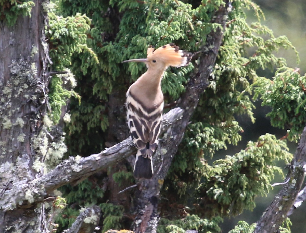 Eurasian Hoopoe - ML615358299