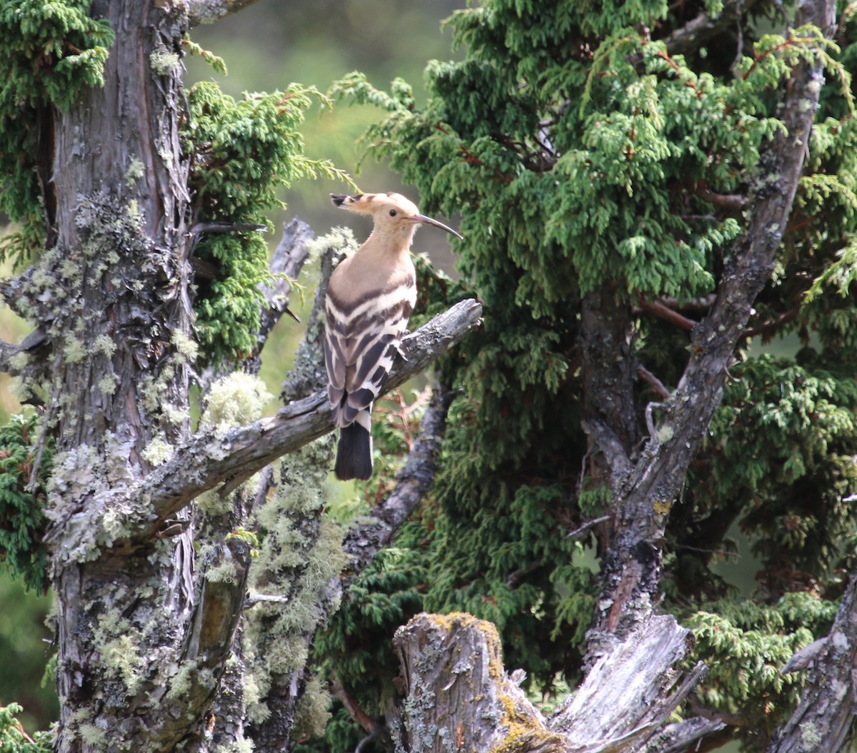 Eurasian Hoopoe - ML615358301