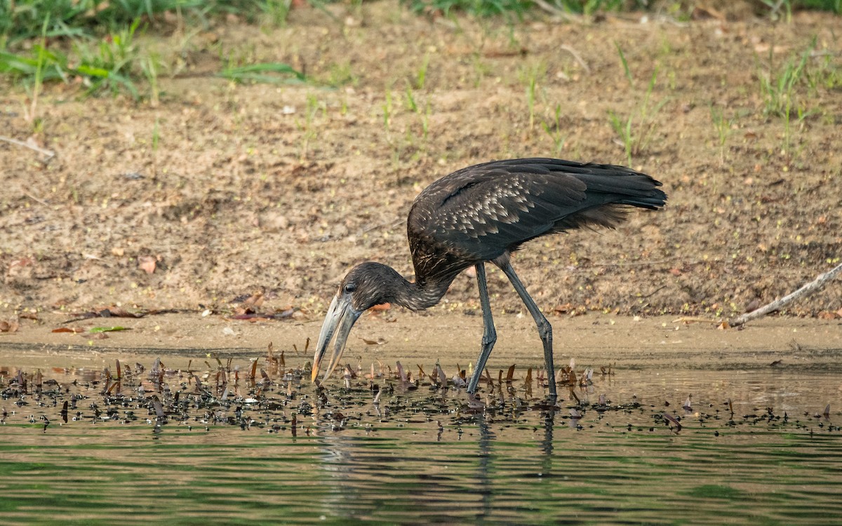 African Openbill - Sveinung Sigbjørnsen