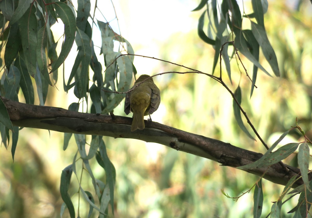 Summer Tanager - ML615358344