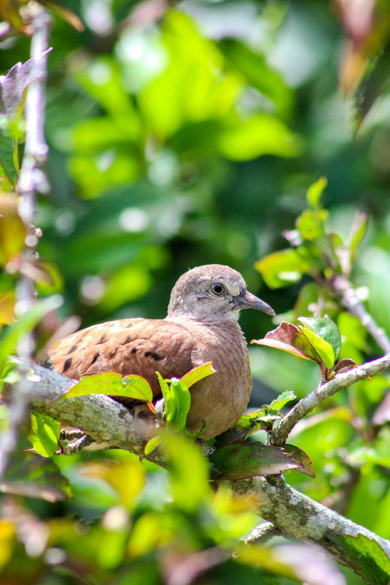 Ruddy Ground Dove - ML615358349