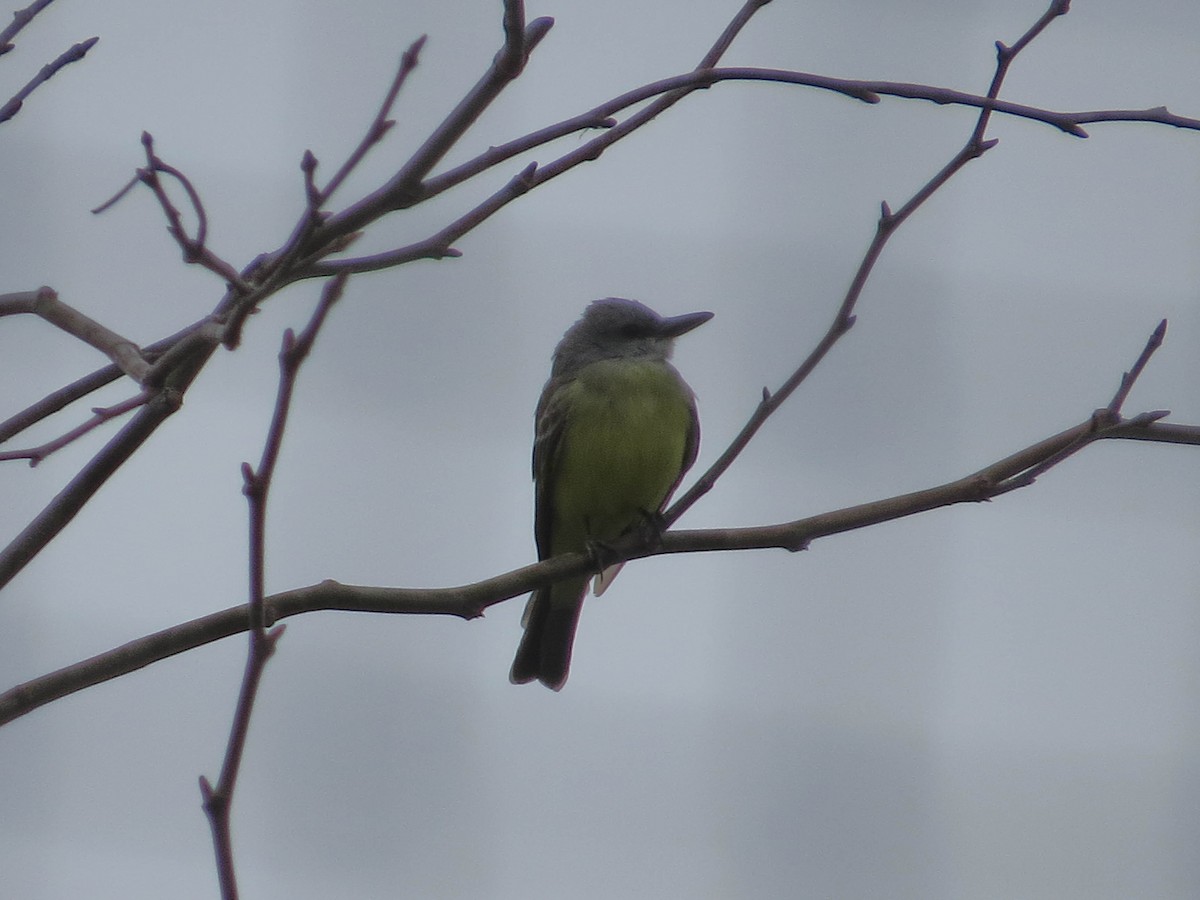 Tropical Kingbird - Jasmine Kay