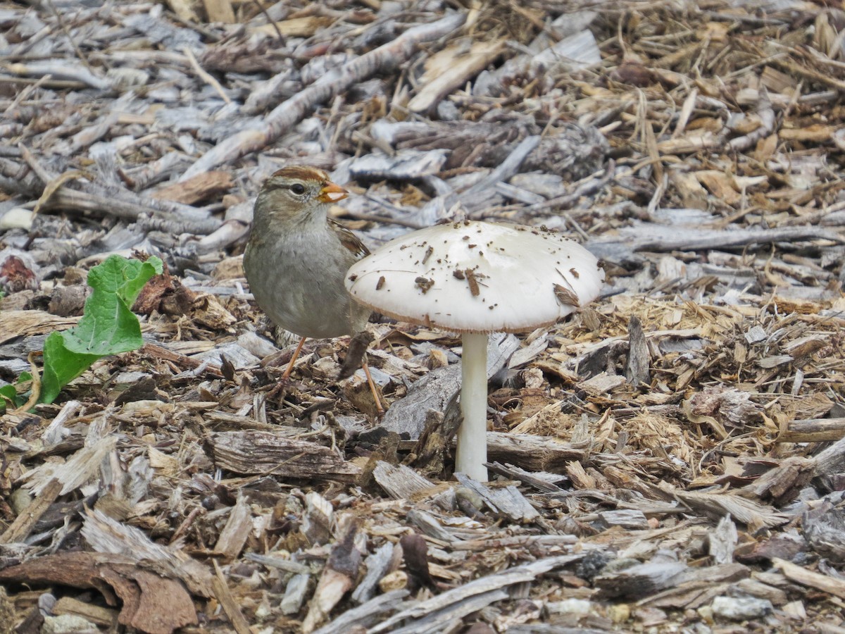 White-crowned Sparrow - ML615358385