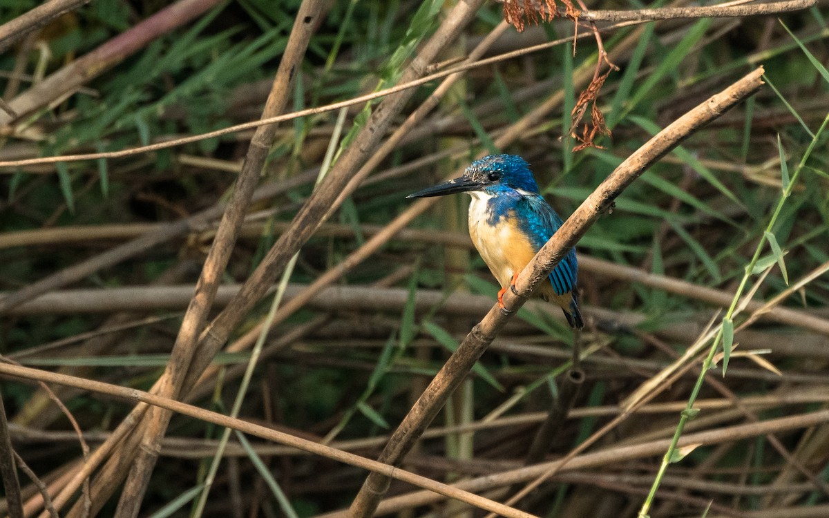 Half-collared Kingfisher - ML615358411