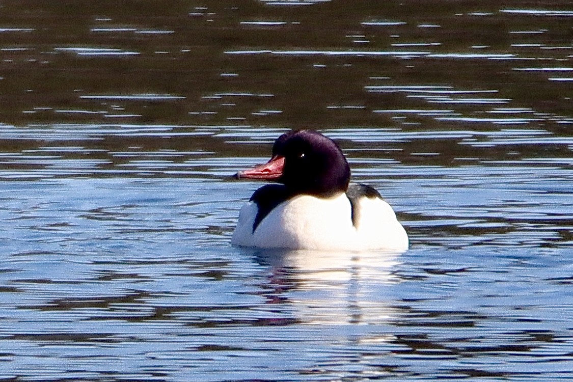 Common Merganser - Francis Porter