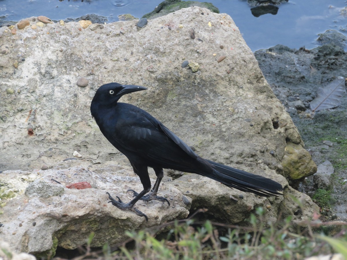 Great-tailed Grackle - ML615358453