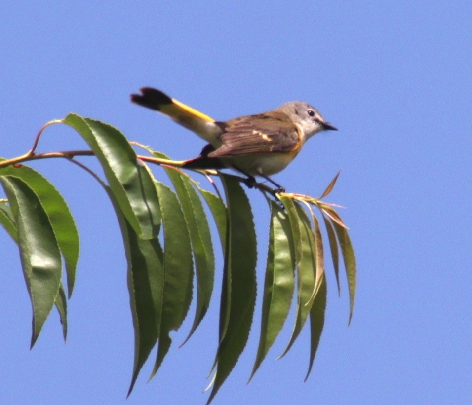 Rotschwanz-Waldsänger - ML615358507