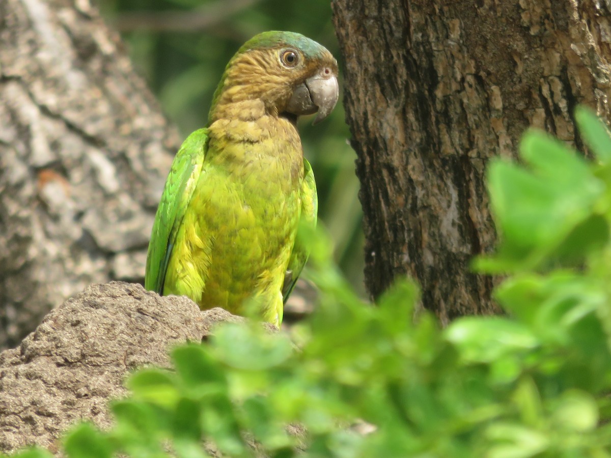 Brown-throated Parakeet (Brown-throated) - ML615358545