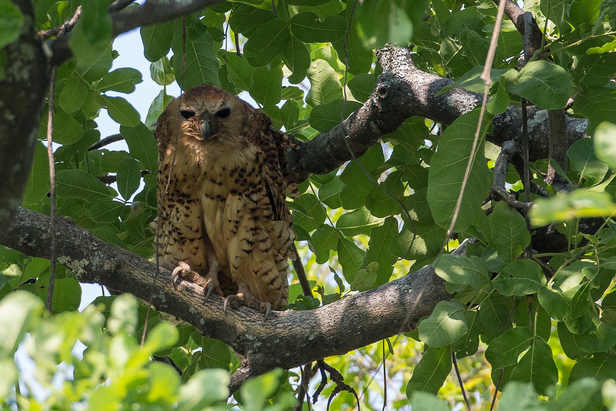 Pel's Fishing-Owl - Anonymous