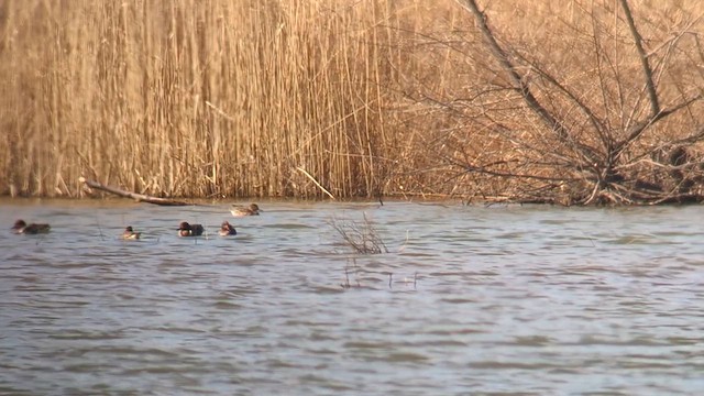 Green-winged Teal (Eurasian) - ML615358559