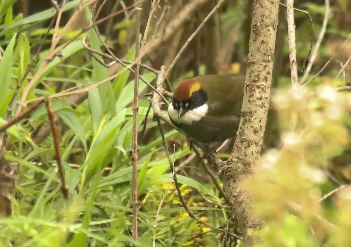 クリボウシヤブシトド（brunneinucha グループ） - ML615358638