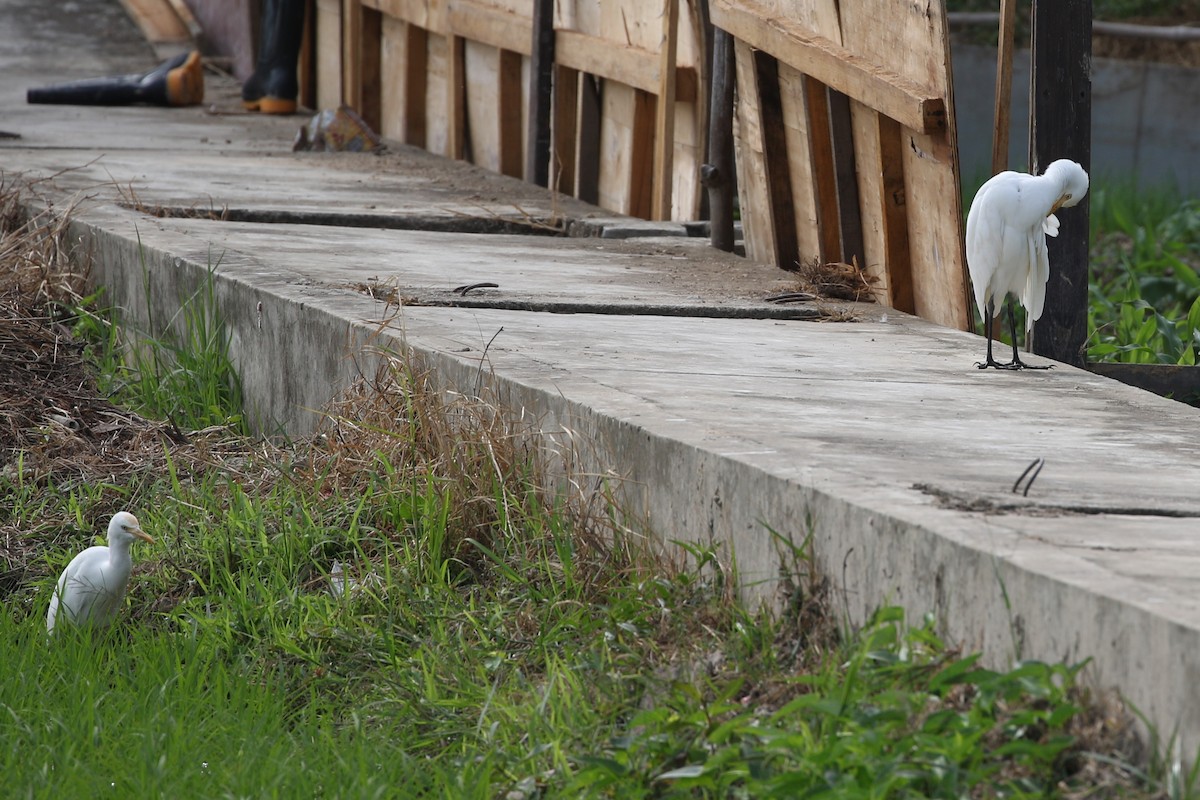 Eastern Cattle Egret - ML615358662