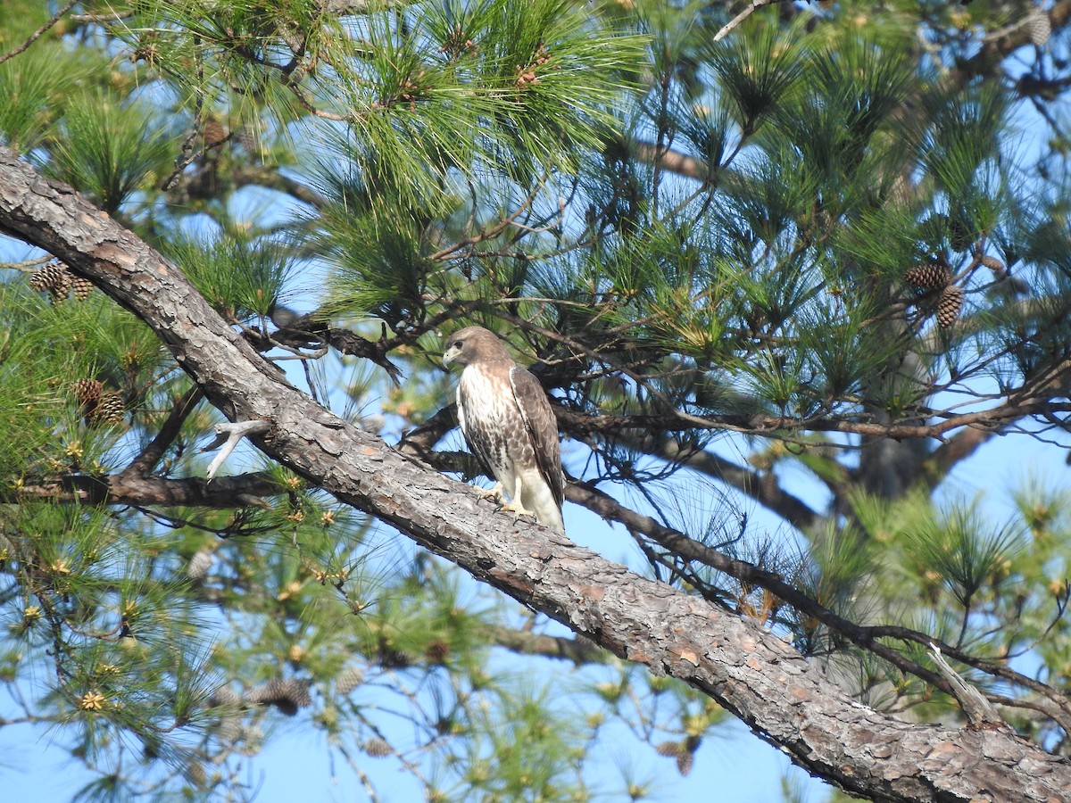 Rotschwanzbussard - ML615358670