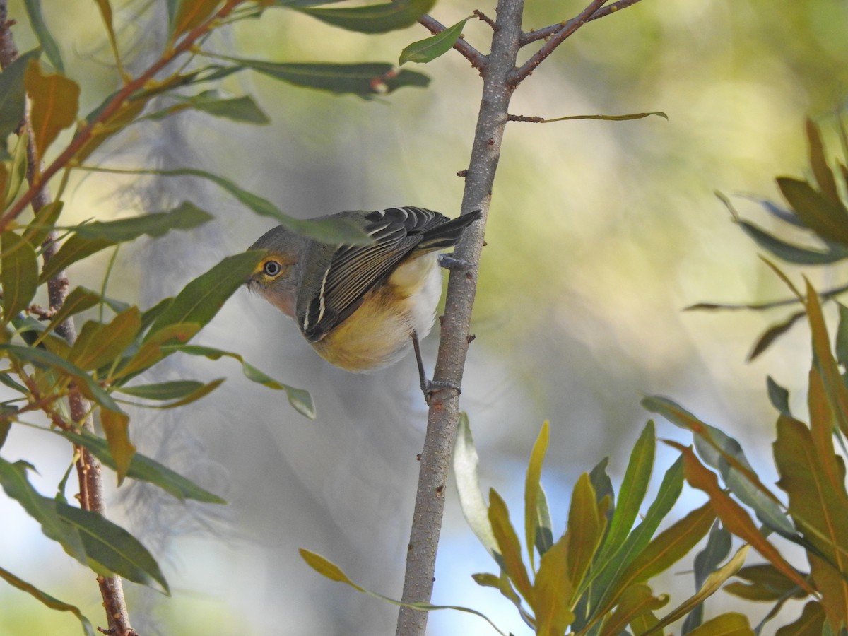 White-eyed Vireo - Joe Sudomir