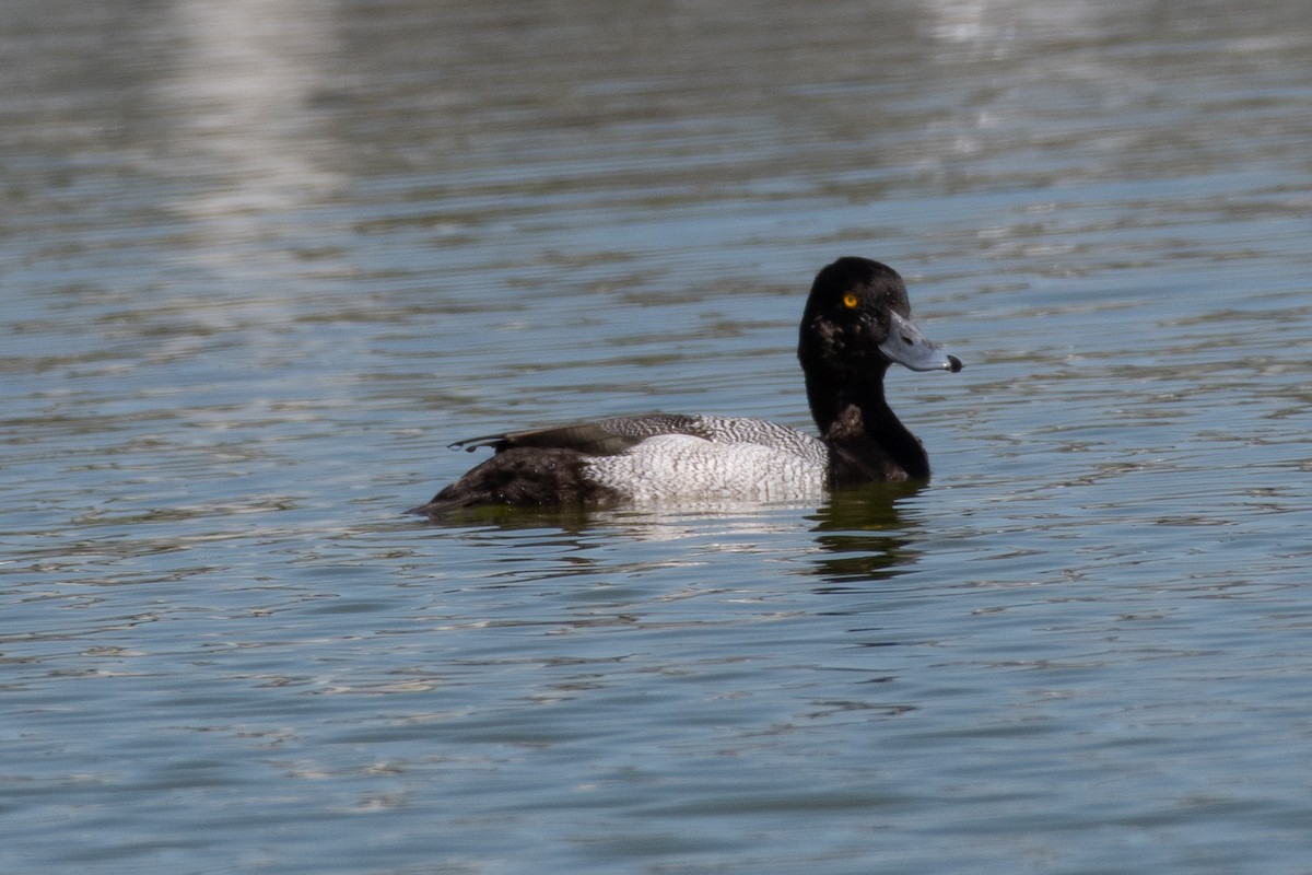 Lesser Scaup - Ken Reichner