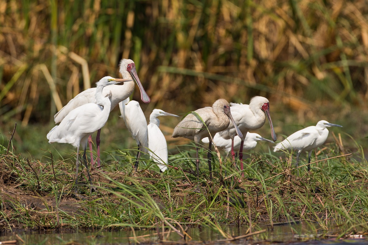 African Spoonbill - Anonymous