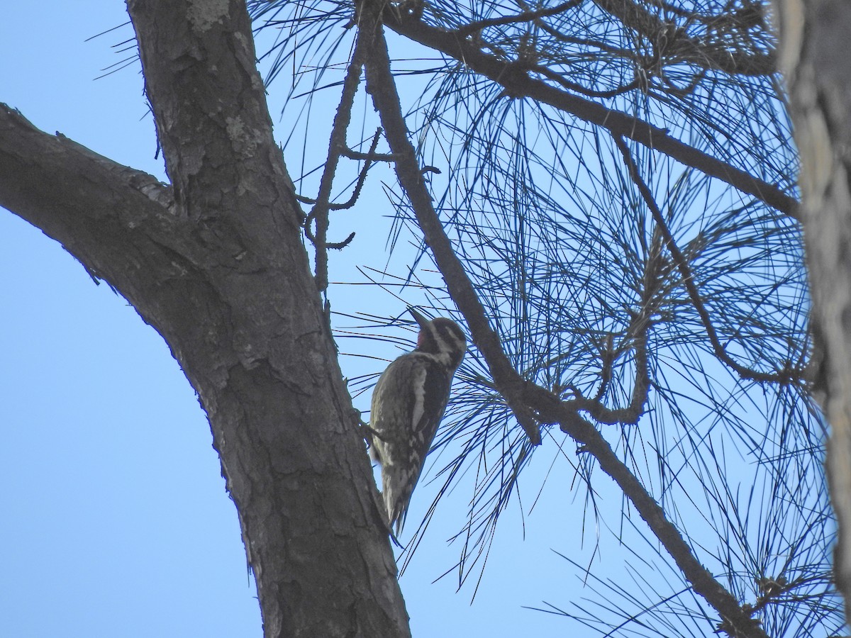 Yellow-bellied Sapsucker - ML615358757