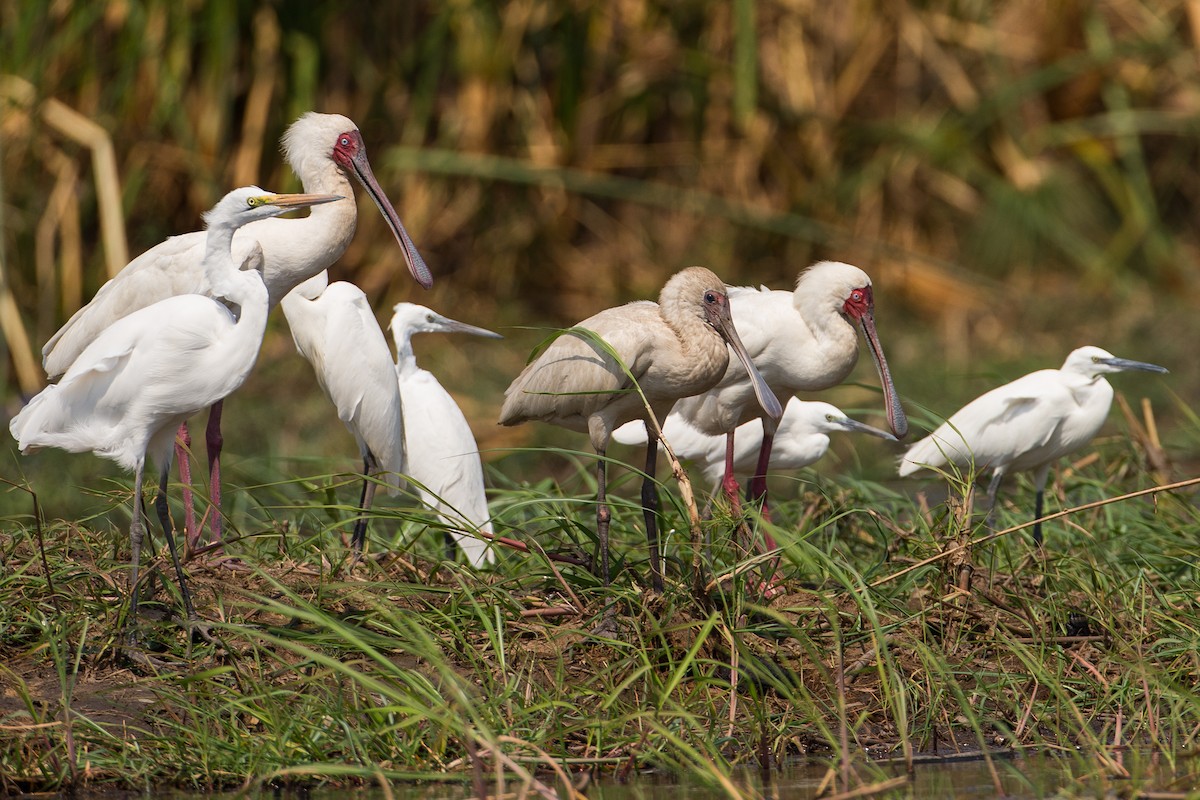 Great Egret - ML615358763