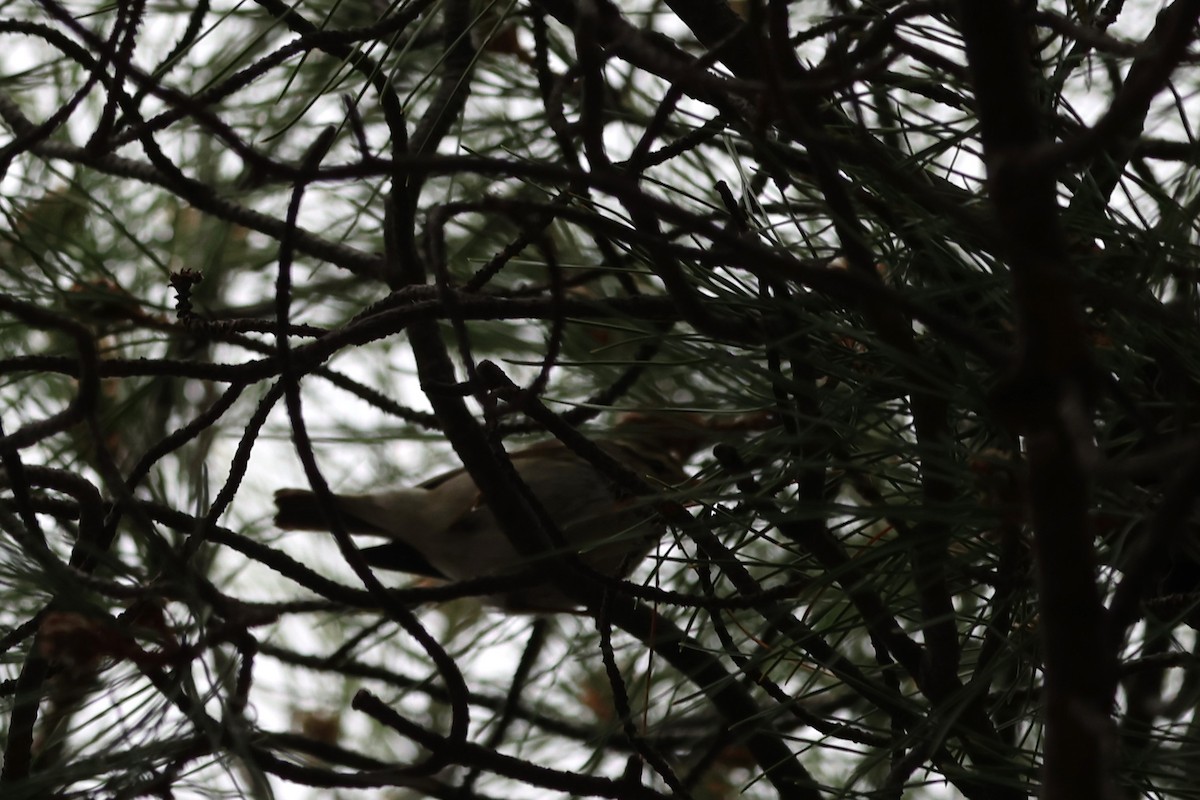 Yellow-browed Warbler - Alfred Huber