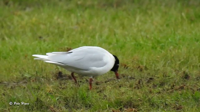 Gaviota Cabecinegra - ML615358839