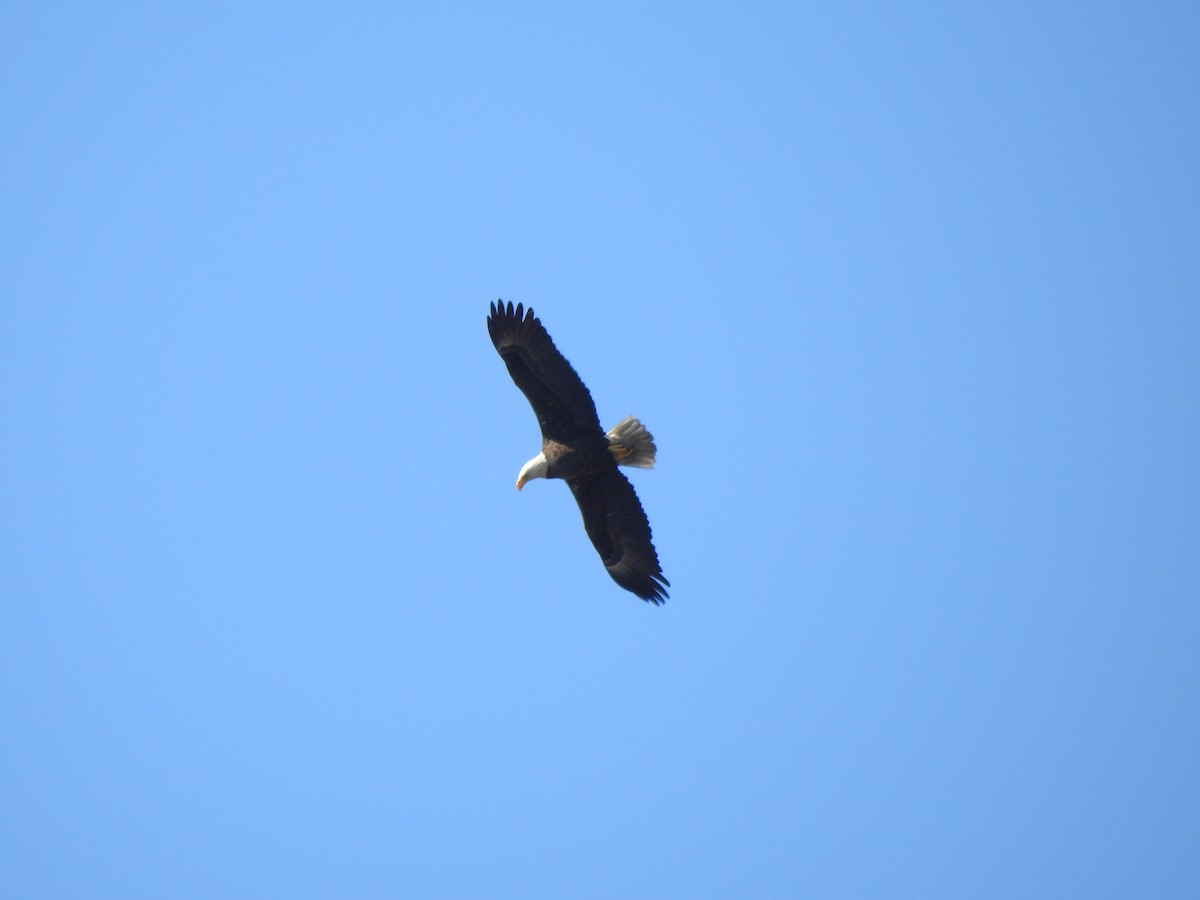 Weißkopf-Seeadler - ML615358853