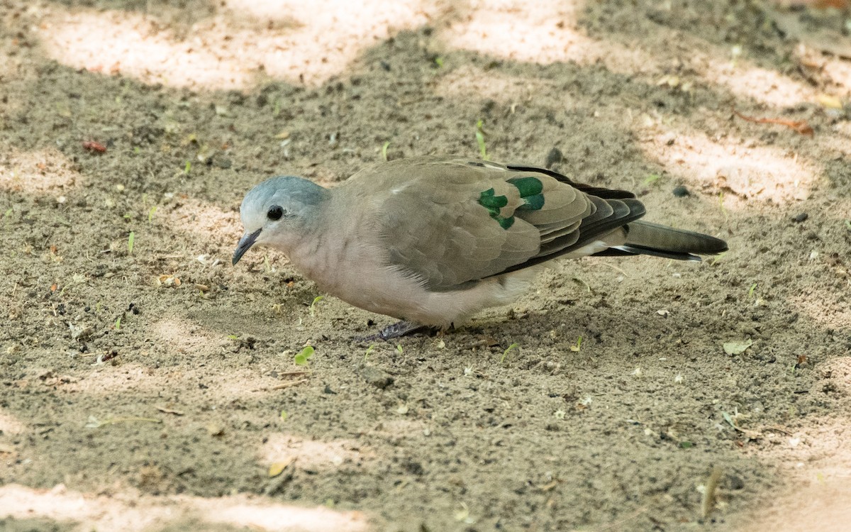 Emerald-spotted Wood-Dove - Sveinung Sigbjørnsen