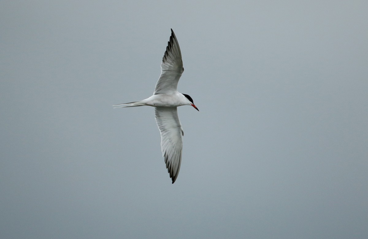 Common Tern - Jay McGowan