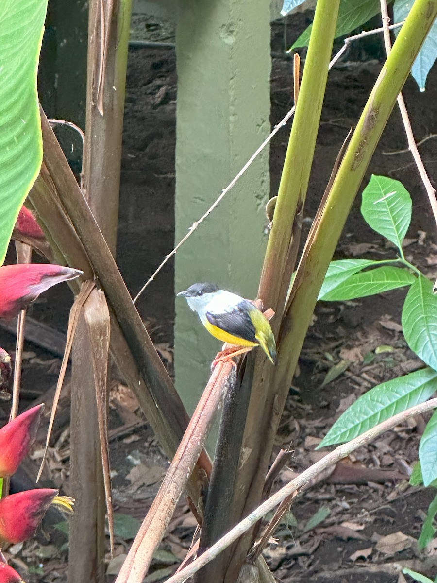 White-collared Manakin - ML615358922