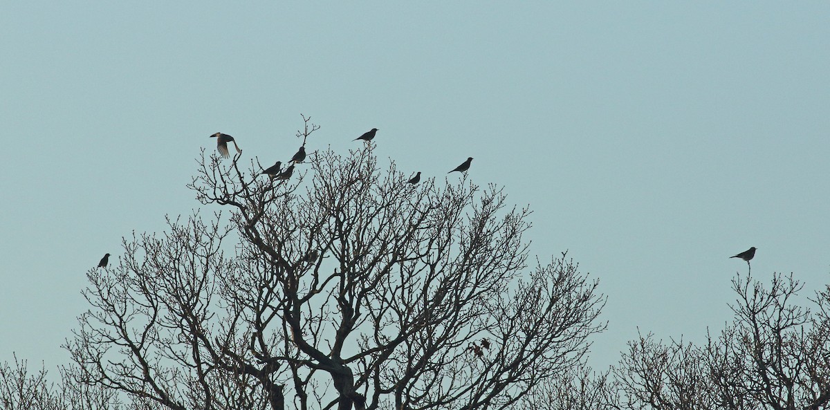 Fieldfare - ML615358975