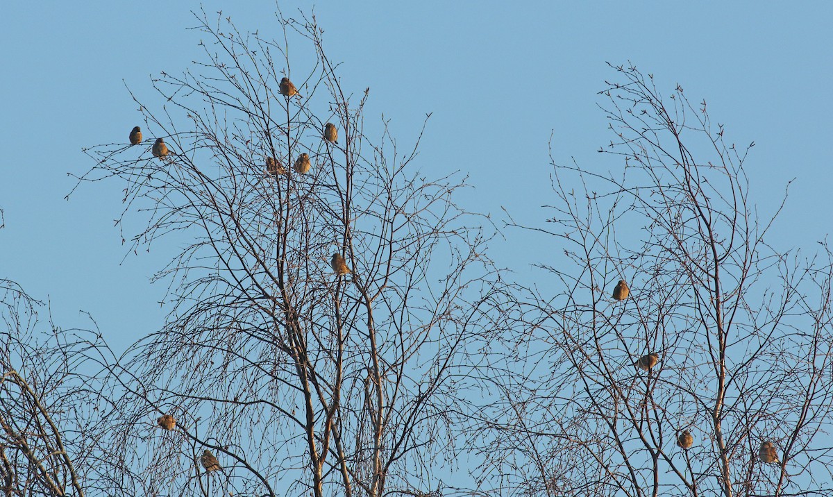 Eurasian Linnet - ML615358978