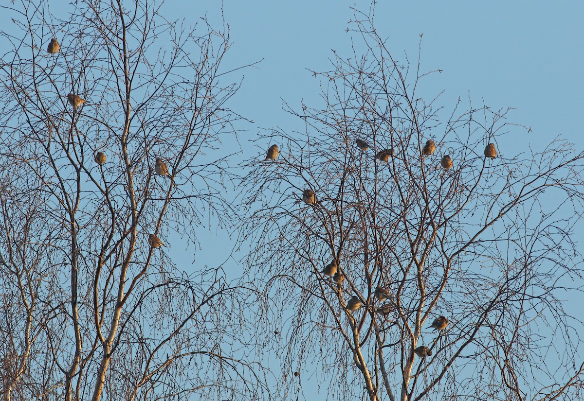 Eurasian Linnet - ML615358979