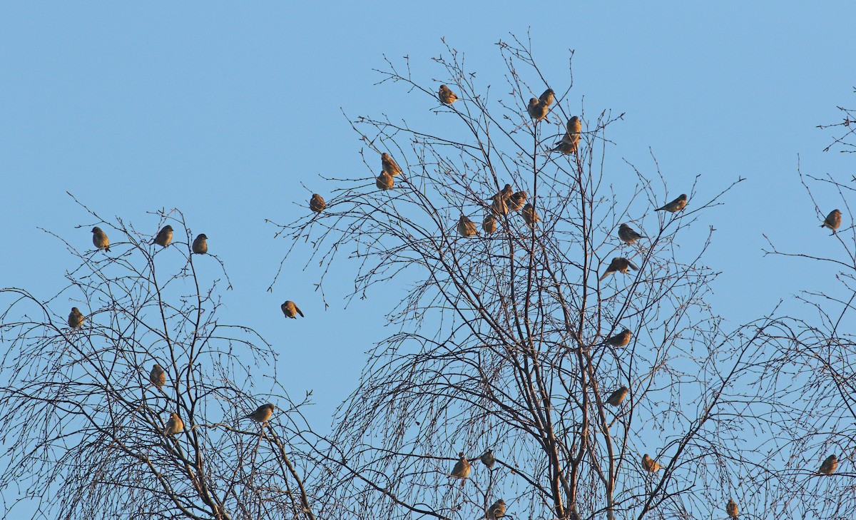 Eurasian Linnet - ML615358981