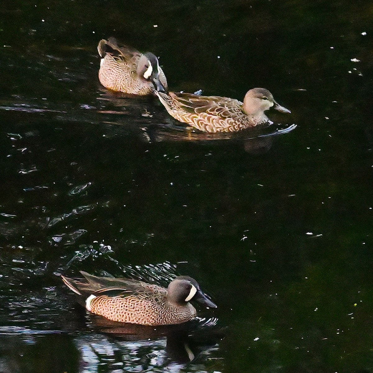 Blue-winged Teal - ML615359021