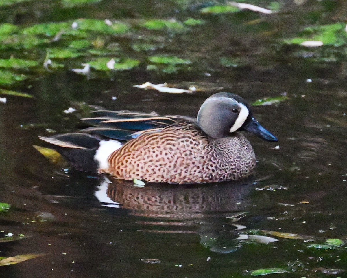 Blue-winged Teal - ML615359022