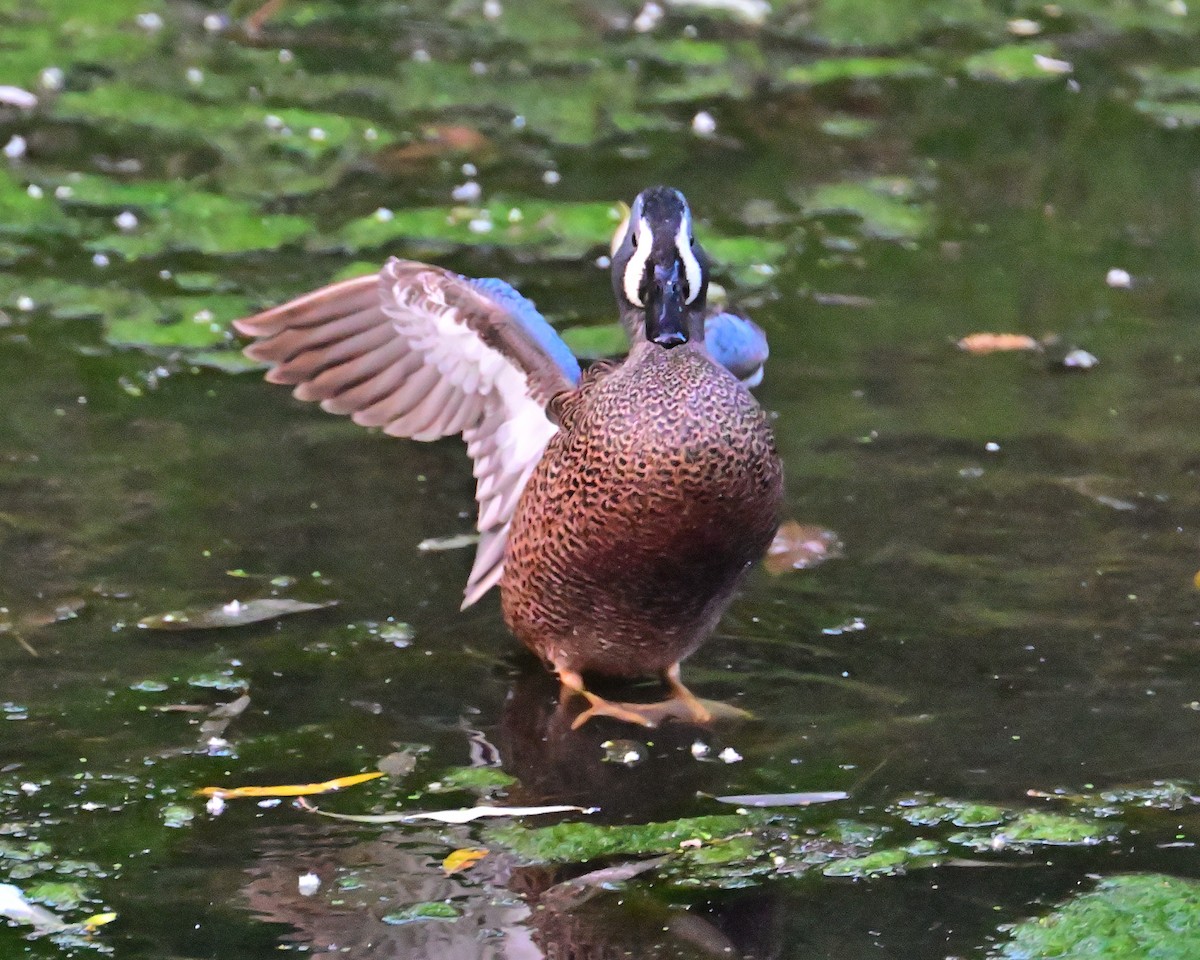 Blue-winged Teal - ML615359023