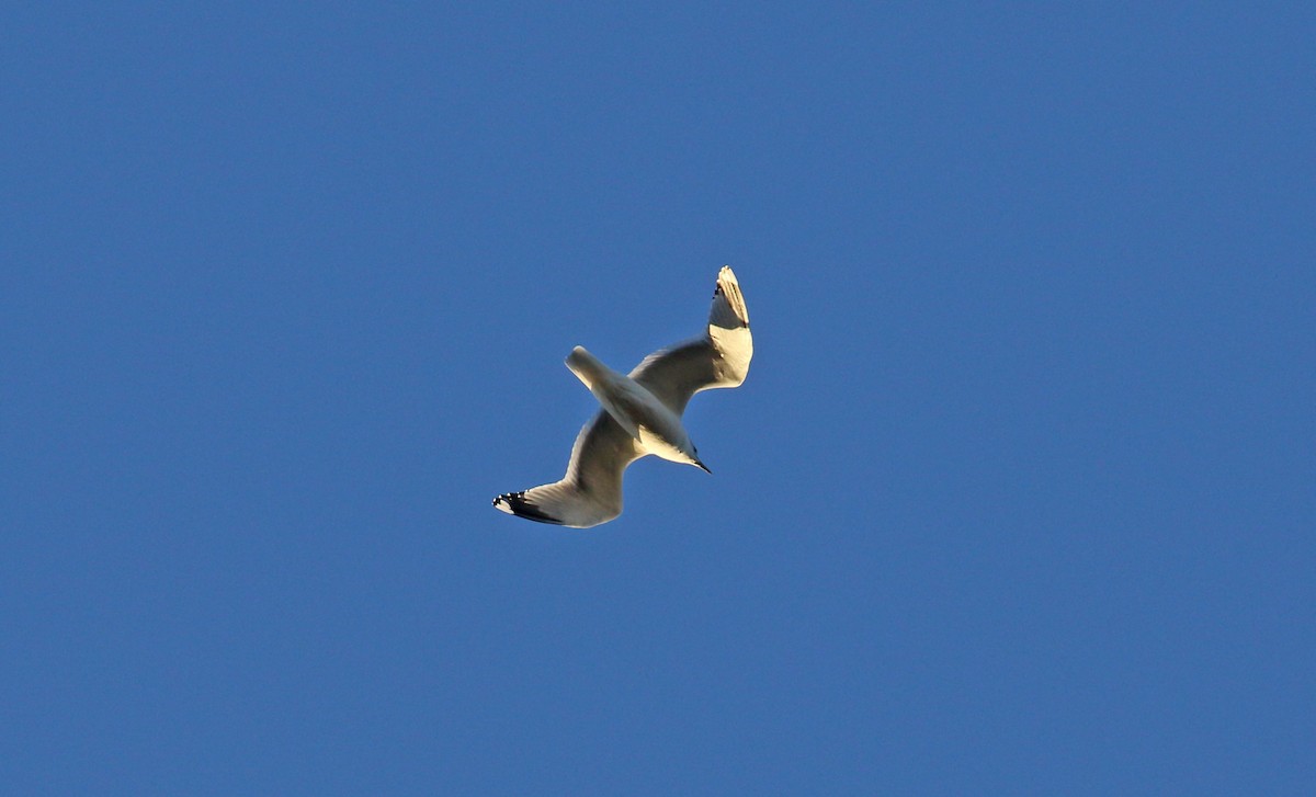 Common Gull - ML615359039