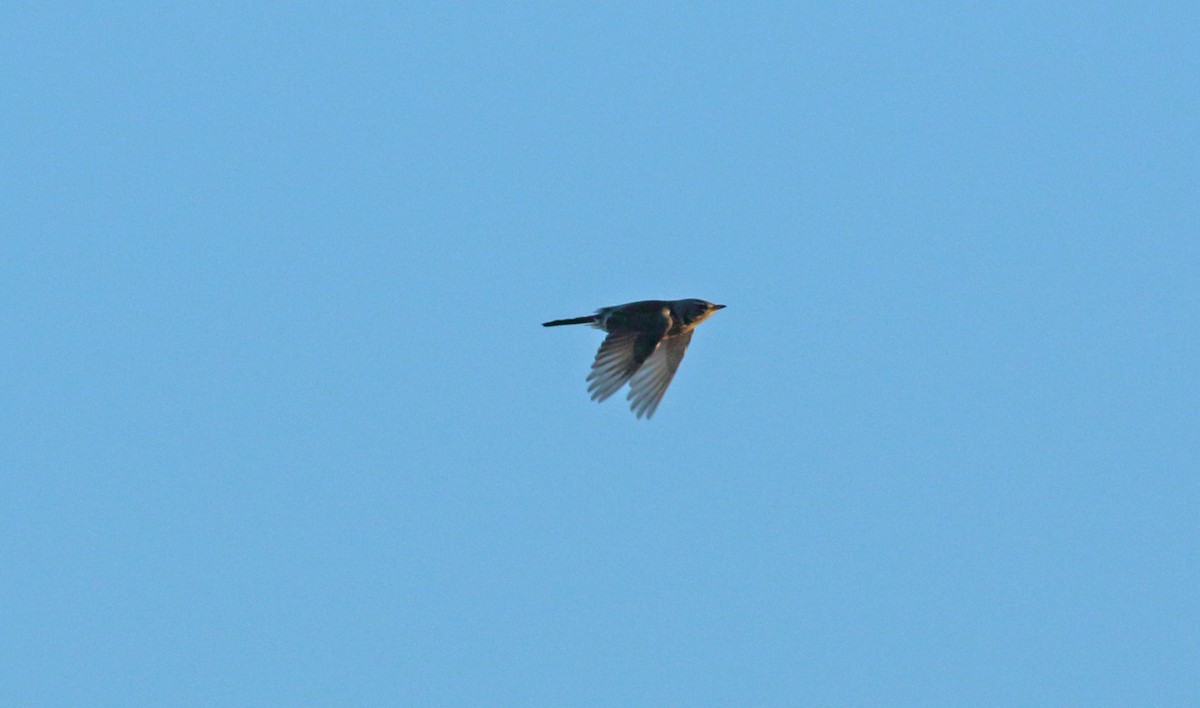 Fieldfare - ML615359085