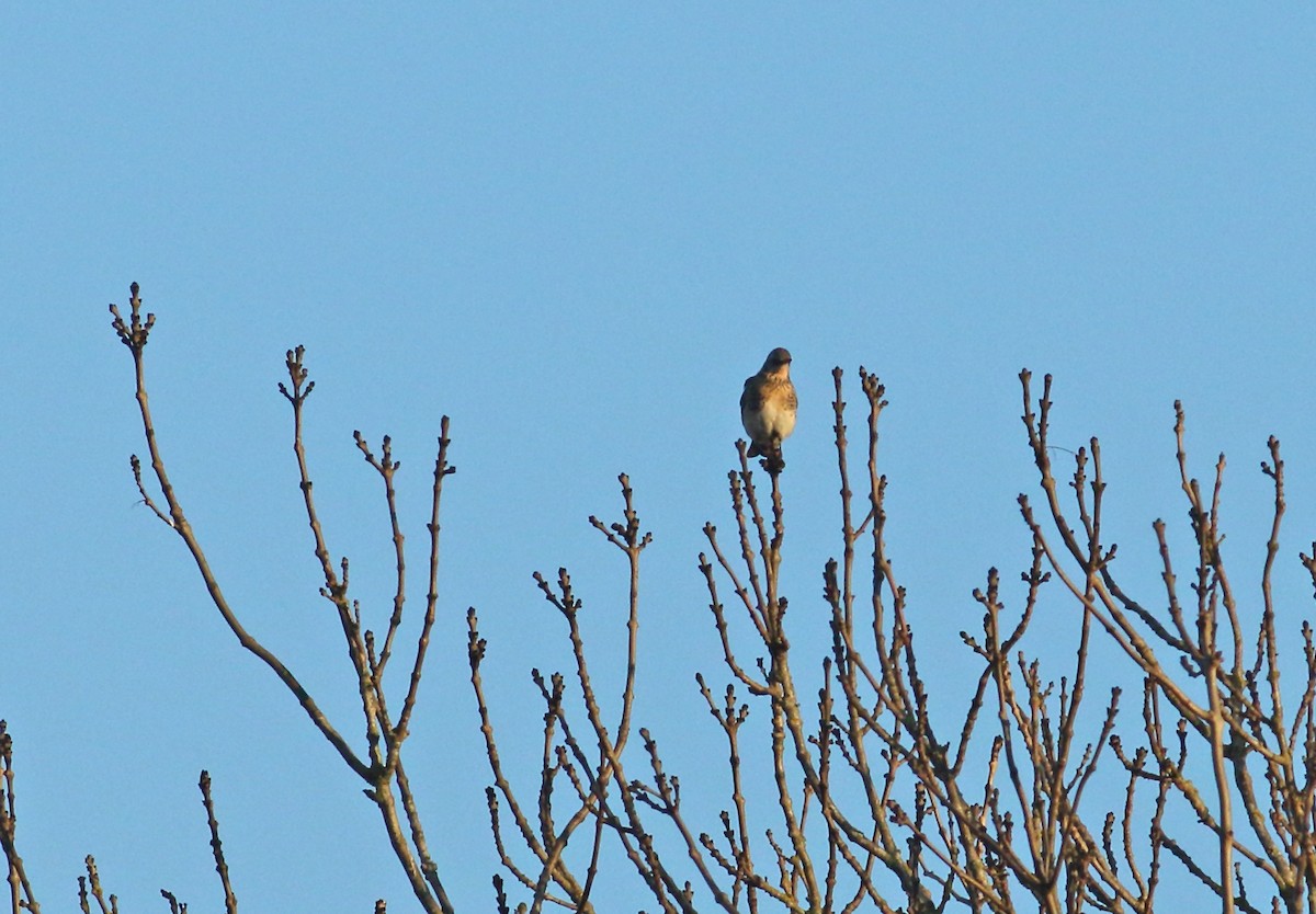 Fieldfare - ML615359086