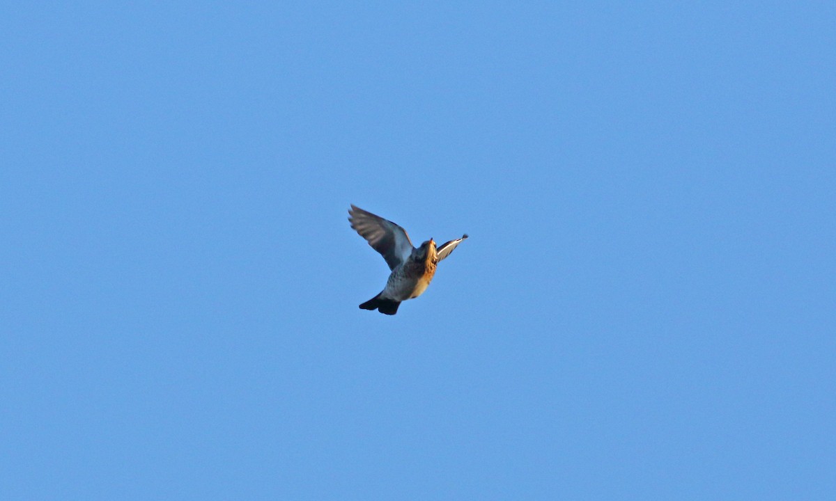 Fieldfare - ML615359087