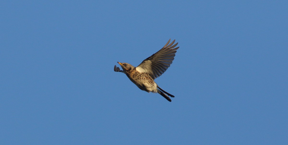 Fieldfare - ML615359088