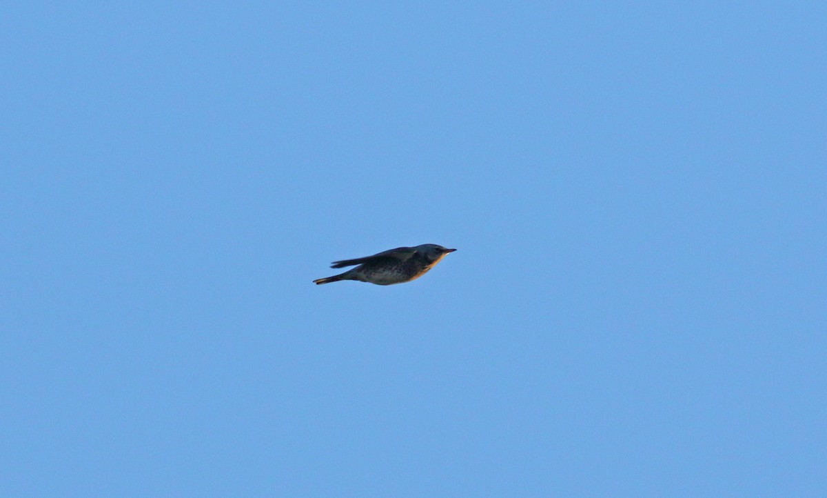 Fieldfare - ML615359089