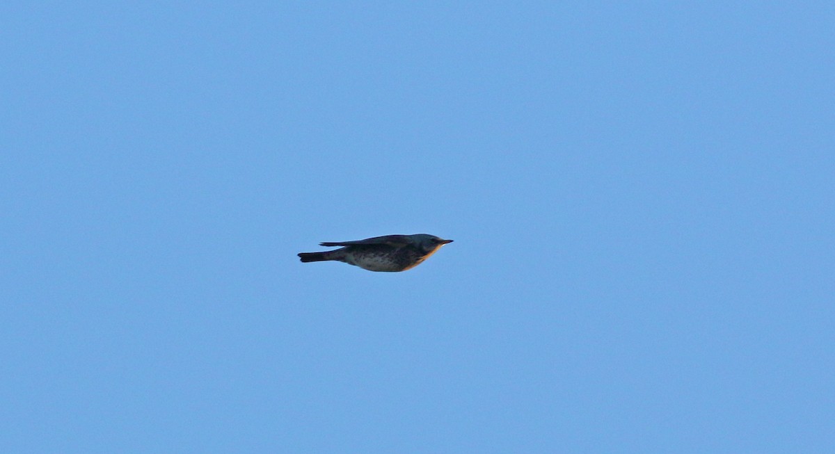 Fieldfare - ML615359090