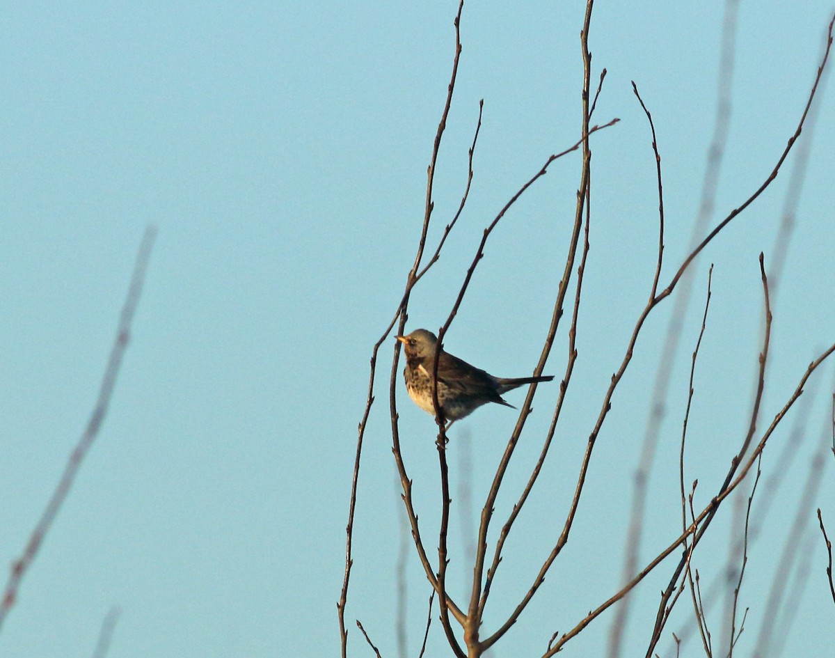 Fieldfare - ML615359091